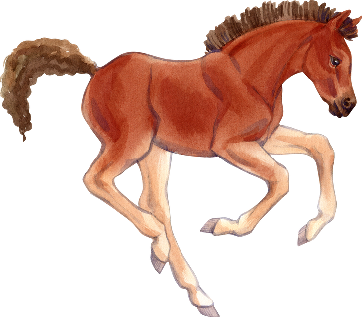 Hand drawn watercolor illustration of realistic baby horse.