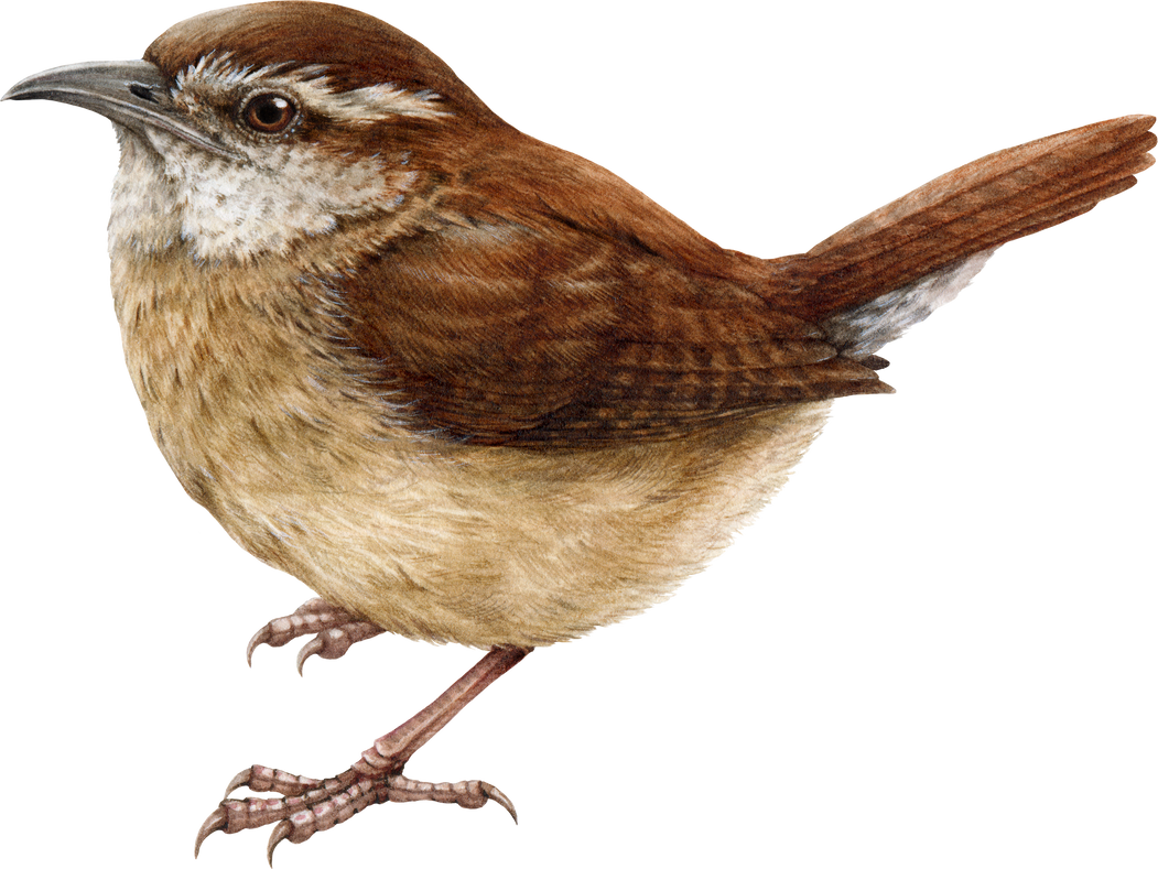 Carolina wren bird watercolor hand drawn illustration