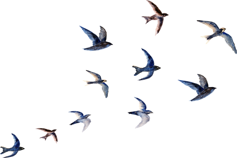 spring flying birds