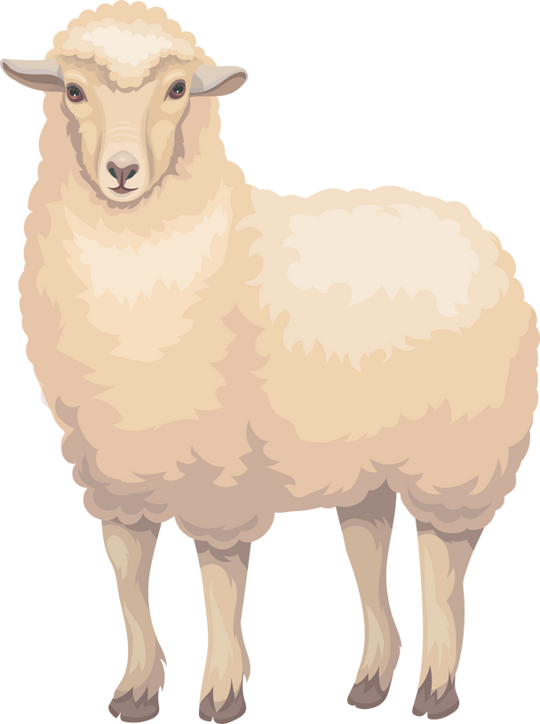 Merino sheep, ewe