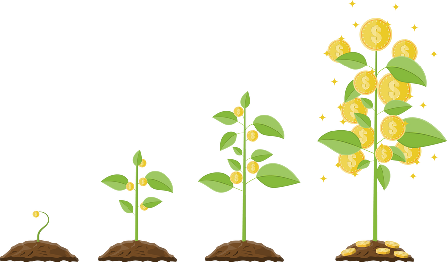 Growing Money Tree. Stages of Growing