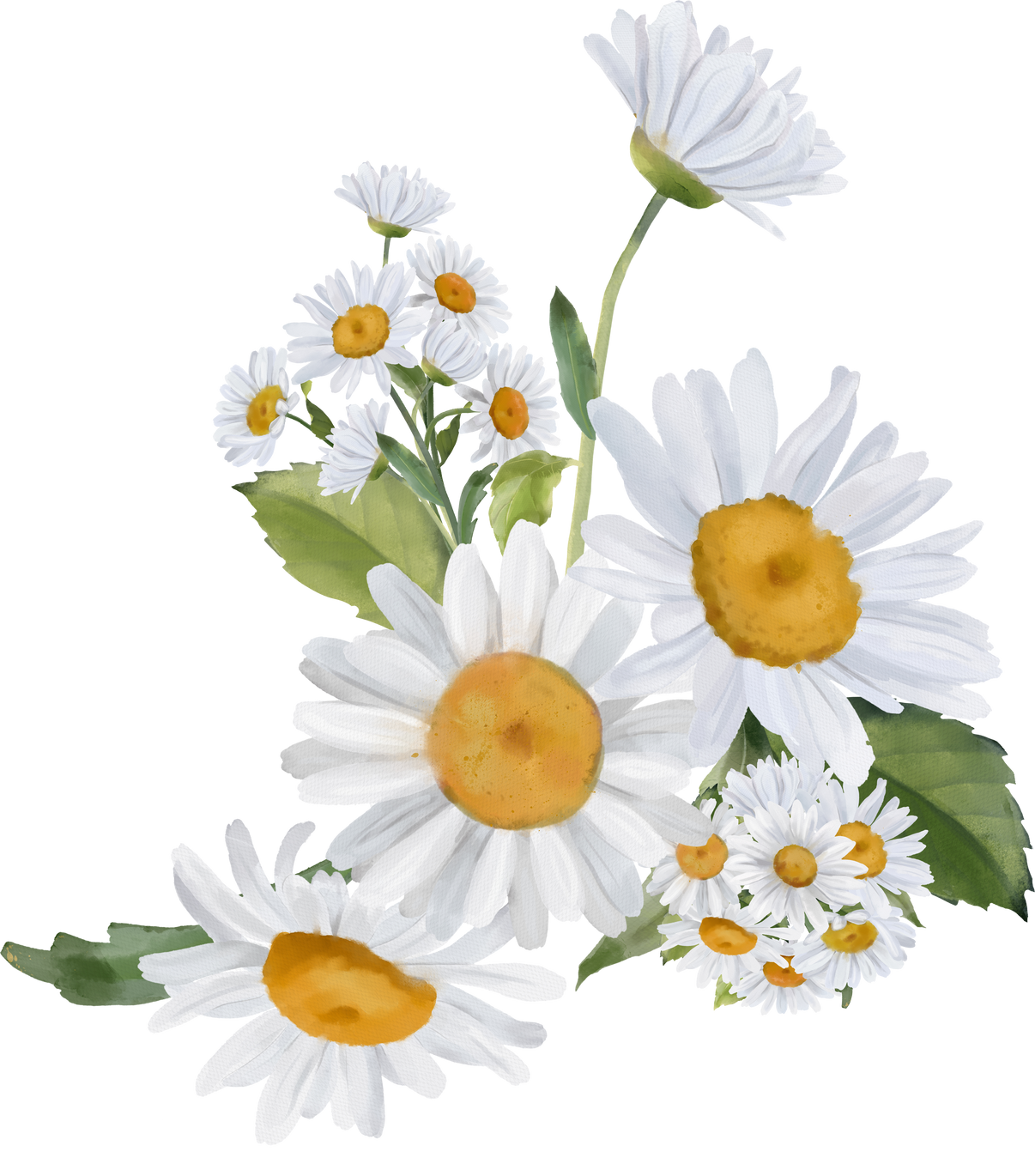 Watercolor chamomile bouquet