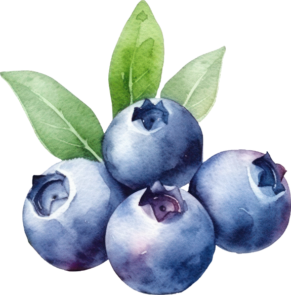 Blueberry Fruits Watercolor Illustration