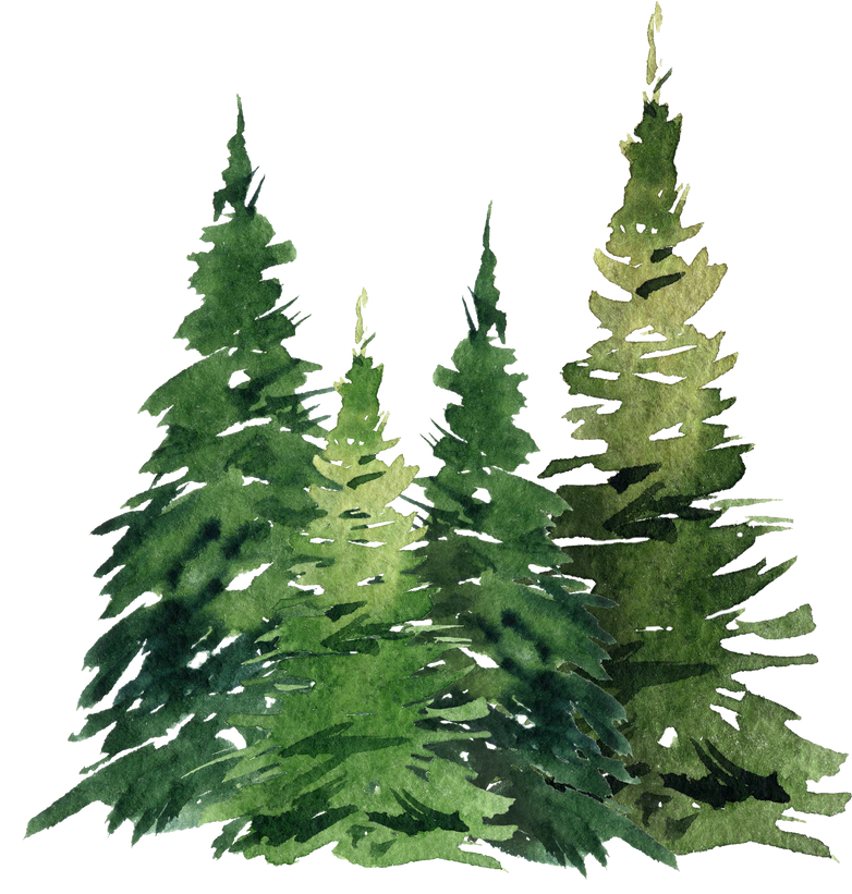 watercolor pine