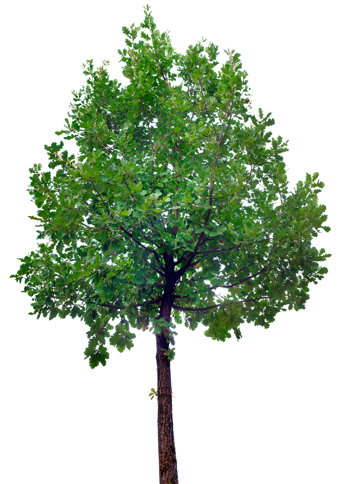 Oak Tree Cutout